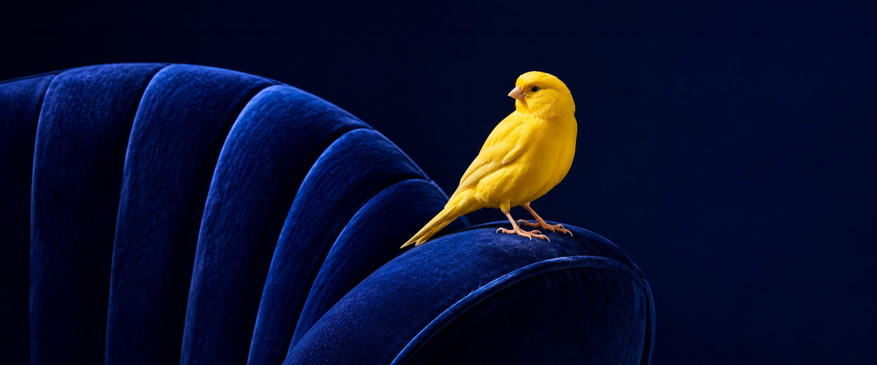 Canary